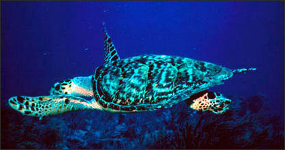 20110307-NOAA Turtle hawlks bill _100.jpg